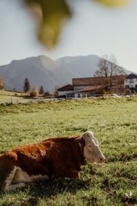 pexels alesia kozik 6022636